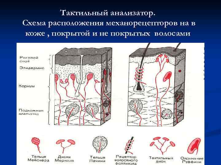 Тактильный анализатор. Схема расположения механорецепторов на в коже , покрытой и не покрытых волосами