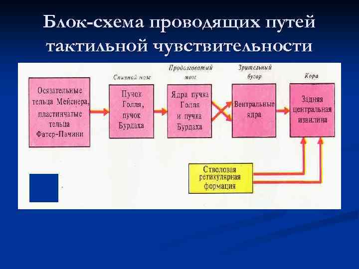 Блок-схема проводящих путей тактильной чувствительности 