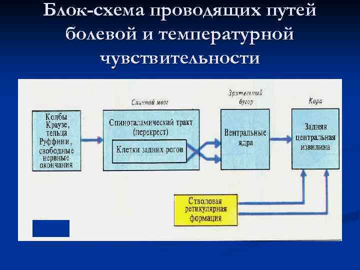 Блок-схема проводящих путей болевой и температурной чувствительности 
