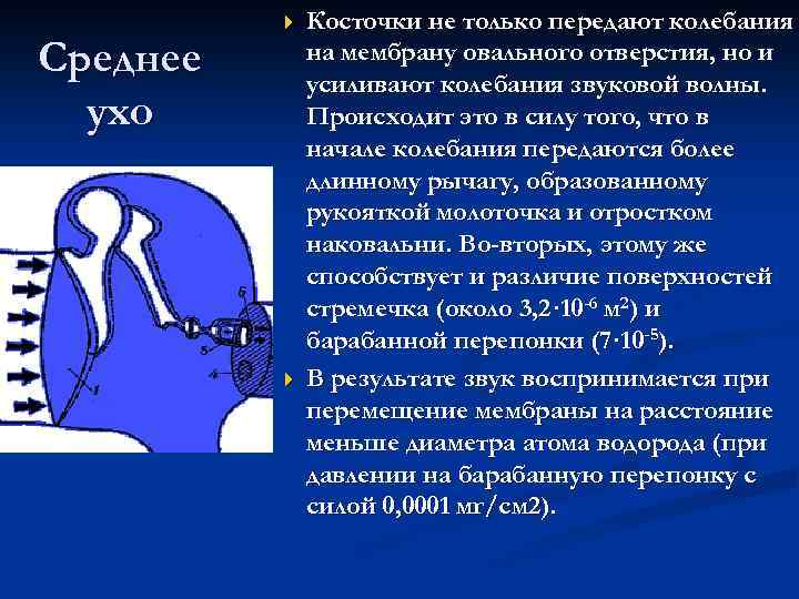 Среднее ухо Косточки не только передают колебания на мембрану овального отверстия, но и усиливают