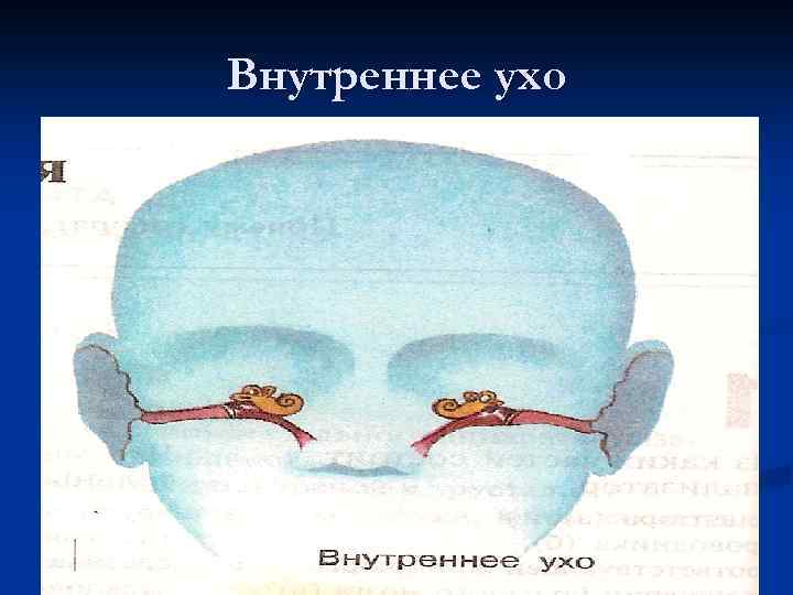 Внутреннее ухо 