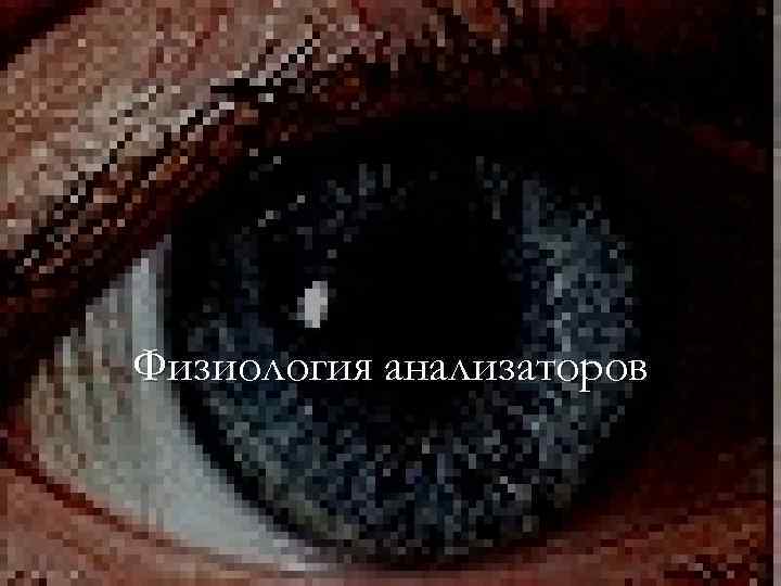 Физиология анализаторов 