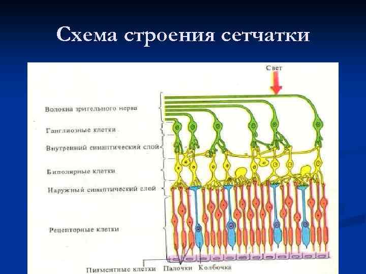 Схема строения сетчатки 