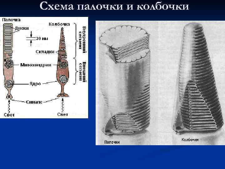 Схема палочки и колбочки 