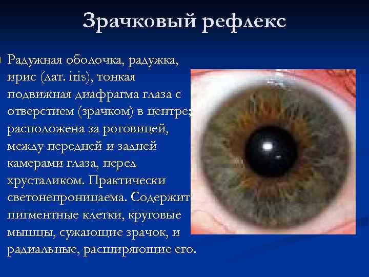 n Зрачковый рефлекс Радужная оболочка, радужка, ирис (лат. iris), тонкая подвижная диафрагма глаза с