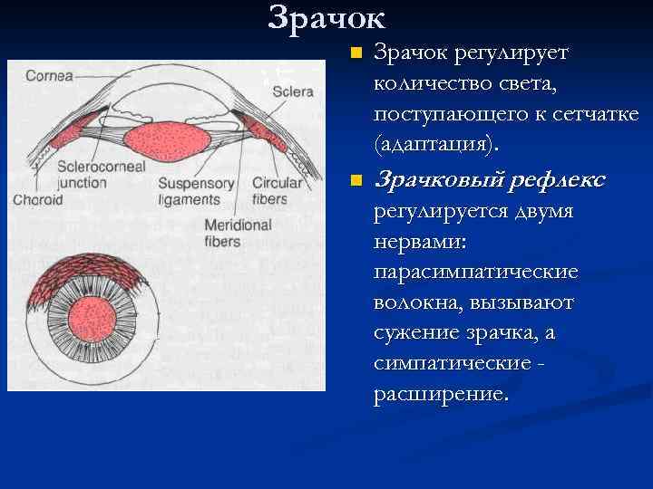Зрачок n Зрачок регулирует количество света, поступающего к сетчатке (адаптация). n Зрачковый рефлекс регулируется