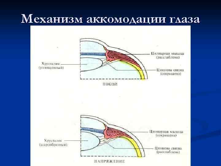 Механизм аккомодации глаза 