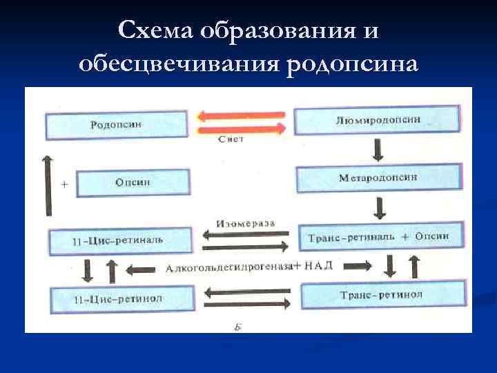 Схема образования и обесцвечивания родопсина 