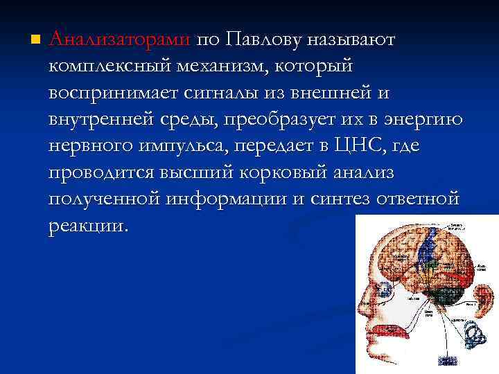 n Анализаторами по Павлову называют комплексный механизм, который воспринимает сигналы из внешней и внутренней