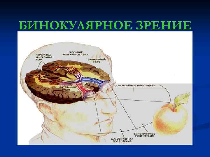 БИНОКУЛЯРНОЕ ЗРЕНИЕ 