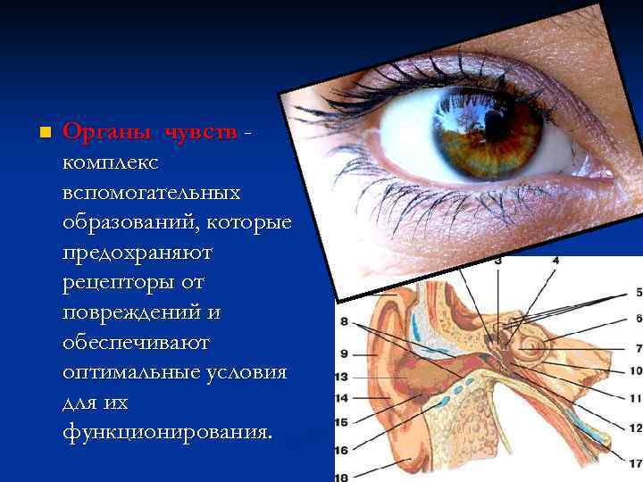 n Органы чувств комплекс вспомогательных образований, которые предохраняют рецепторы от повреждений и обеспечивают оптимальные