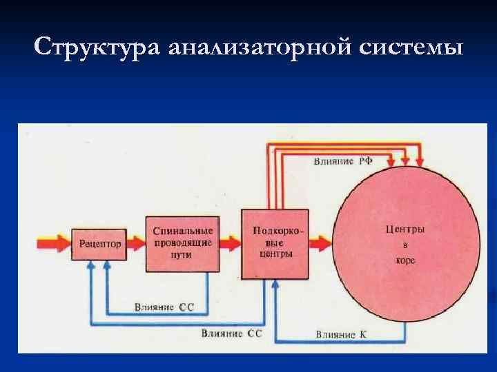 Структура анализаторной системы 