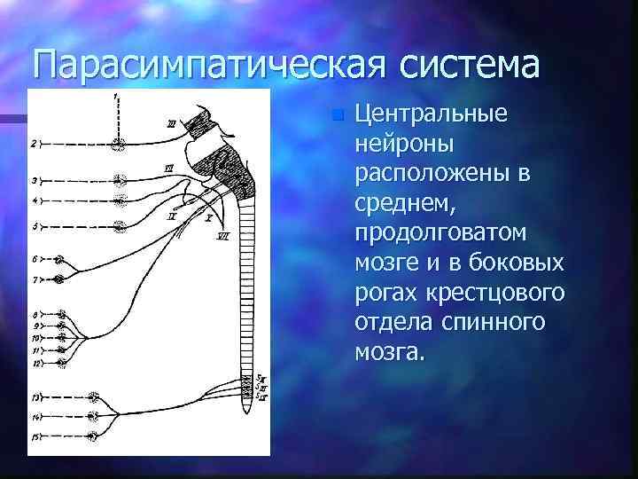 Парасимпатическая система n Центральные нейроны расположены в среднем, продолговатом мозге и в боковых рогах