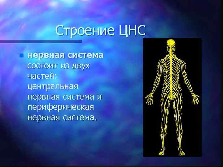 Строение ЦНС n нервная система состоит из двух частей: центральная нервная система и периферическая