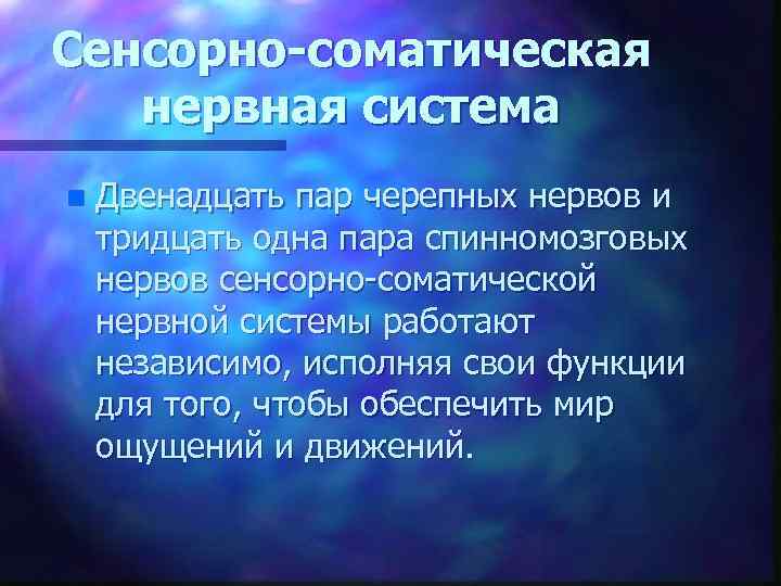 Сенсорно-соматическая нервная система n Двенадцать пар черепных нервов и тридцать одна пара спинномозговых нервов