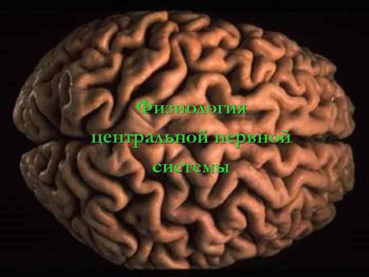 Физиология центральной нервной системы 