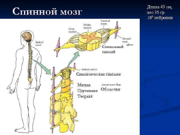 Длина 43 см, вес 35 гр 107 нейронов Спинной мозг Спинальный ганглий Симпатические ганглии
