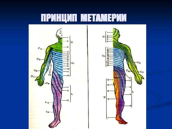 ПРИНЦИП МЕТАМЕРИИ 