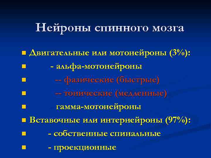 Нейроны спинного мозга Двигательные или мотонейроны (3%): n - альфа-мотонейроны n -- фазические (быстрые)
