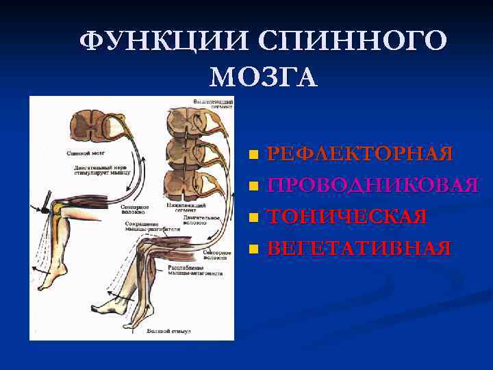 ФУНКЦИИ СПИННОГО МОЗГА РЕФЛЕКТОРНАЯ n ПРОВОДНИКОВАЯ n ТОНИЧЕСКАЯ n ВЕГЕТАТИВНАЯ n 