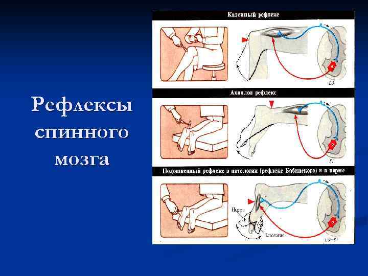 Рефлексы спинного мозга 