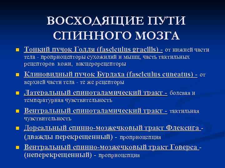 ВОСХОДЯЩИЕ ПУТИ СПИННОГО МОЗГА n Тонкий пучок Голля (fasciculus gracilis) - от нижней части