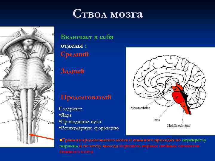 Ствол мозга Включает в себя отделы : Средний Задний Продолговатый Содержит: • Ядра •
