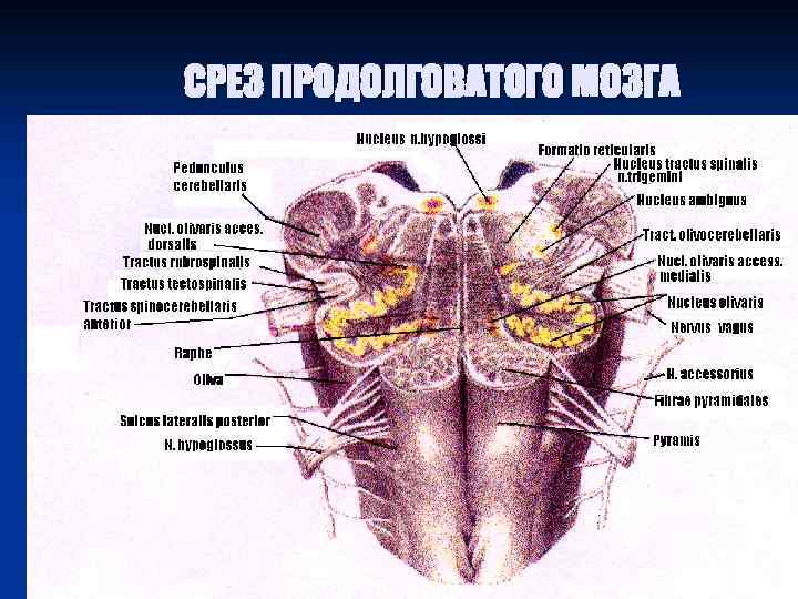 СРЕЗ ПРОДОЛГОВАТОГО МОЗГА 