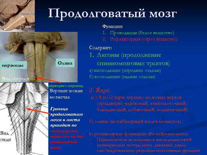 Продолговатый мозг 25 мм Функции: 1. Проводящая (белое вещество) 2. Рефлекторная (серое вещество) Содержит:
