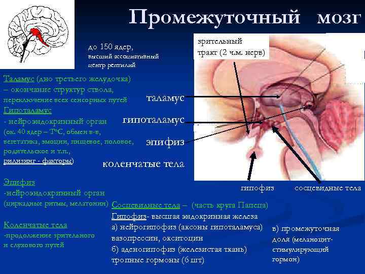 Промежуточный мозг до 150 ядер, высший ассоциативный центр рептилий Таламус (дно третьего желудочка) –