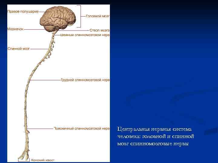 Центральная нервная система человека: головной и спинной мозг спинномозговые нервы 
