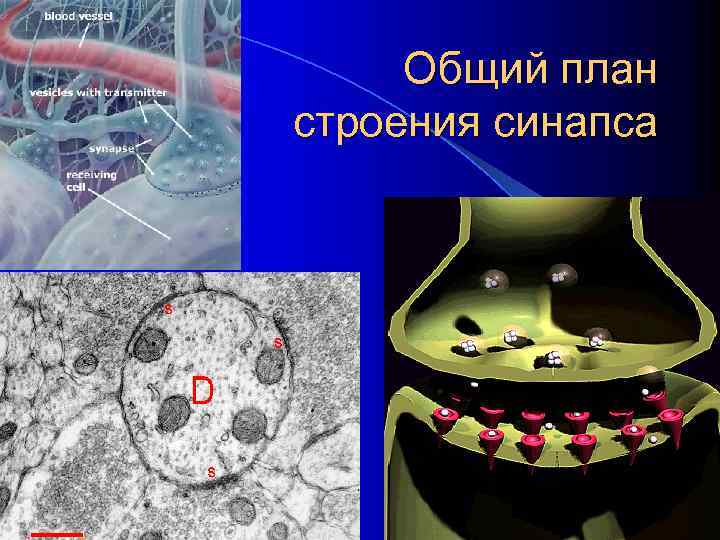 Общий план строения синапса 