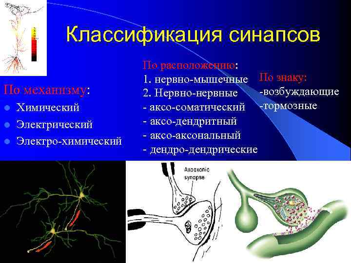 Классификация синапсов По механизму: Химический l Электро-химический l По расположению: 1. нервно-мышечные По знаку: