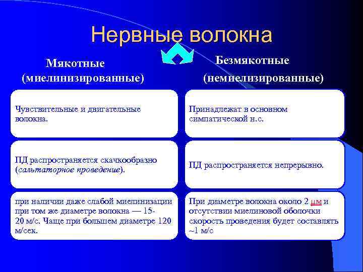 Нервные волокна Мякотные (миелинизированные) Безмякотные (немиелизированные) Чувствительные и двигательные волокна. Принадлежат в основном симпатической