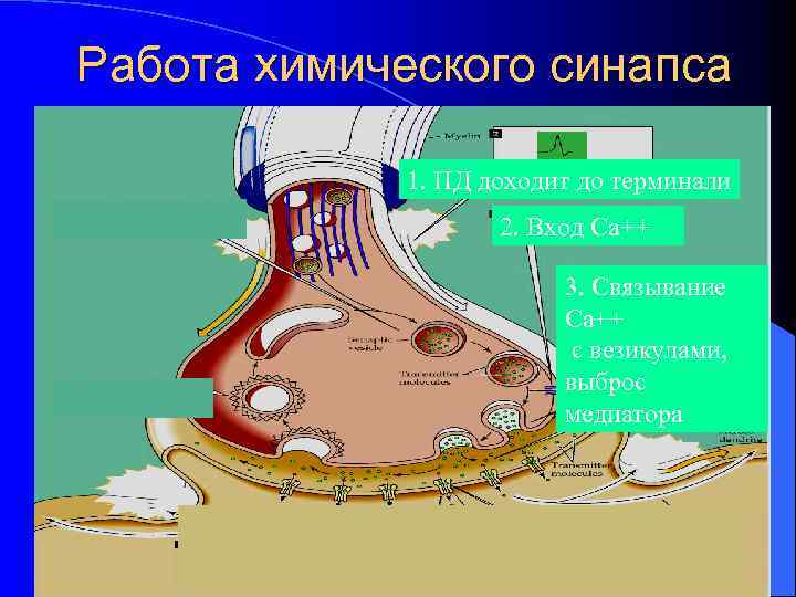 Работа химического синапса 1. ПД доходит до терминали 2. Вход Са++ 3. Связывание Са++