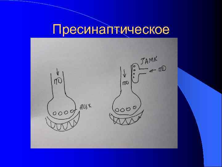 Пресинаптическое 