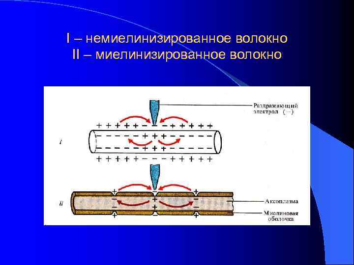 I – немиелинизированное волокно II – миелинизированное волокно 