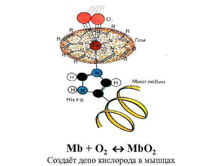 Mb + O 2 Mb. O 2 Создаёт депо кислорода в мышцах 