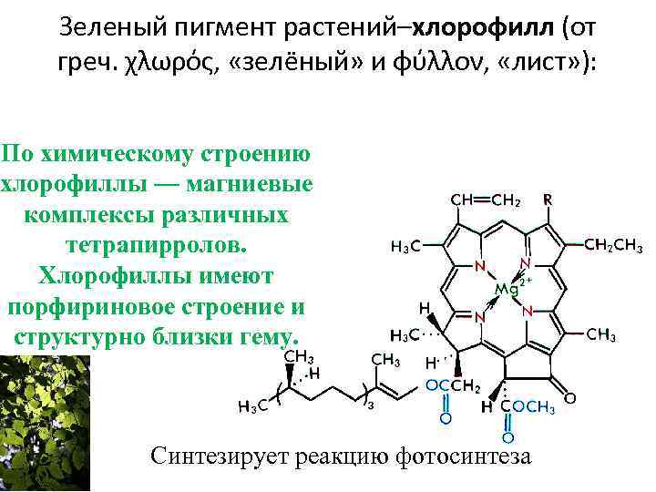 Зеленый пигмент растений–хлорофилл (от греч. χλωρός, «зелёный» и φύλλον, «лист» ): По химическому строению