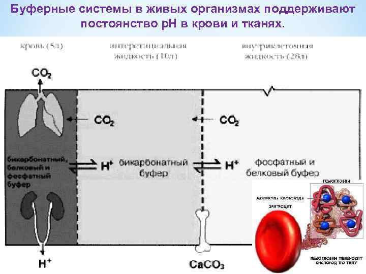 Буферные системы в живых организмах поддерживают постоянство р. Н в крови и тканях. 