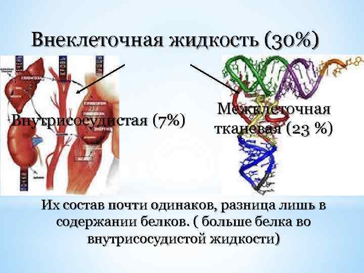 Внеклеточная жидкость (30%) Внутрисосудистая (7%) Межклеточная тканевая (23 %) Их состав почти одинаков, разница