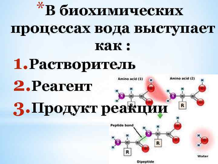 *В биохимических процессах вода выступает как : 1. Растворитель 2. Реагент 3. Продукт реакции