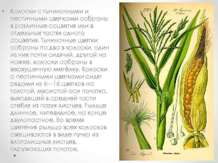  • Колоски с тычиночными и пестичными цветками собраны в различные соцветия или в