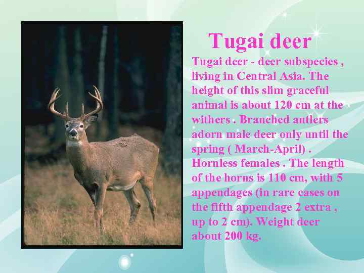  Tugai deer - deer subspecies , living in Central Asia. The height of