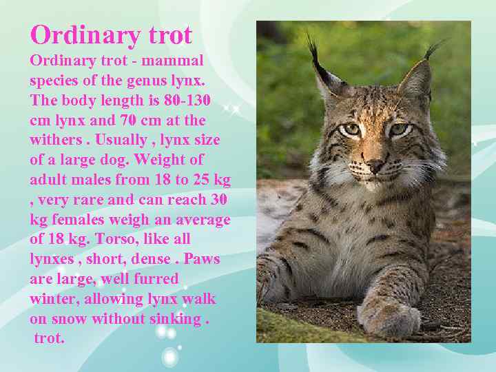 Ordinary trot - mammal species of the genus lynx. The body length is 80