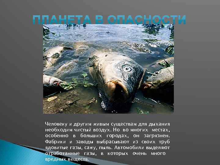 Человеку и другим живым существам для дыхания необходим чистый воздух. Но во многих местах,