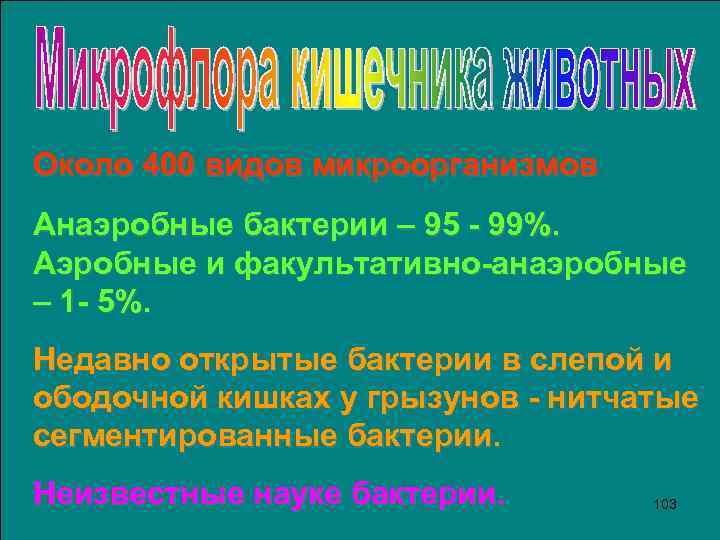 Около 400 видов микроорганизмов Анаэробные бактерии – 95 - 99%. Аэробные и факультативно-анаэробные –