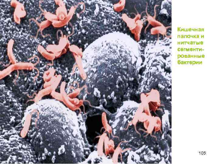 Кишечная палочка и нитчатые сегментированные бактерии 105 