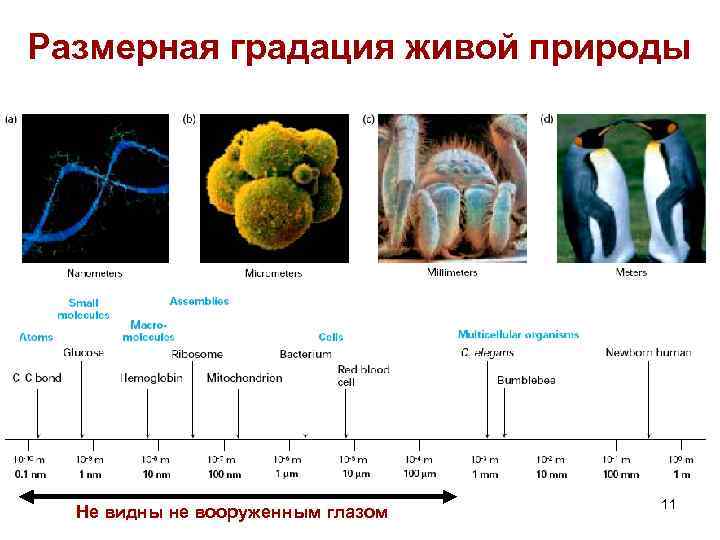 Размерная градация живой природы Не видны не вооруженным глазом 11 