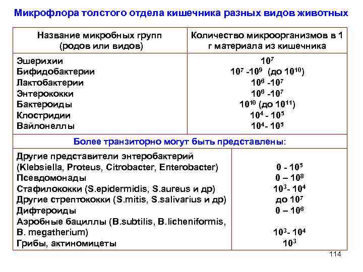 Микрофлора толстого отдела кишечника разных видов животных Название микробных групп (родов или видов) Количество